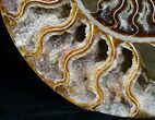 Large Inch Split Ammonite Pair #4366-7